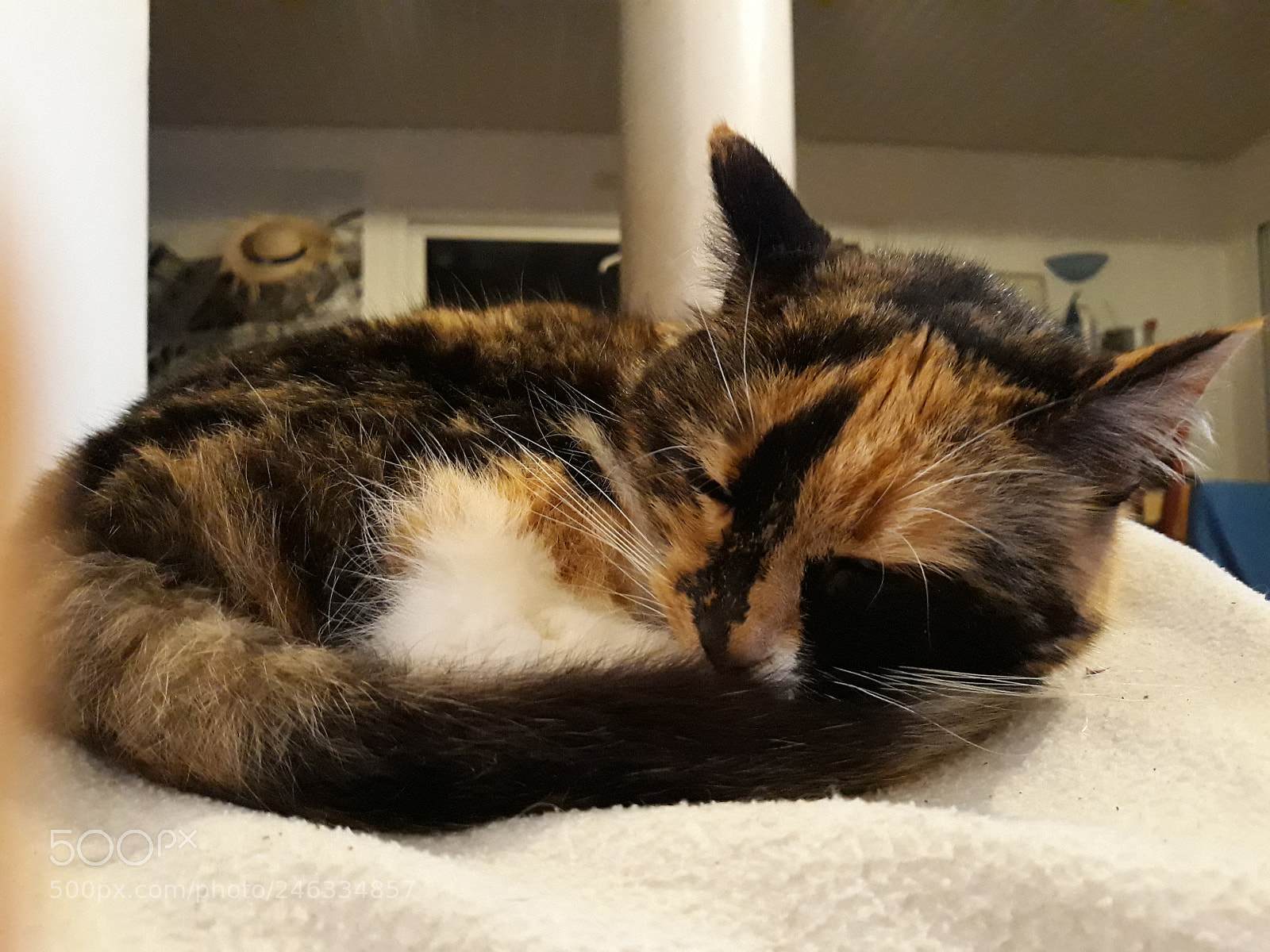Samsung Galaxy J5 sample photo. Cat... ? photography
