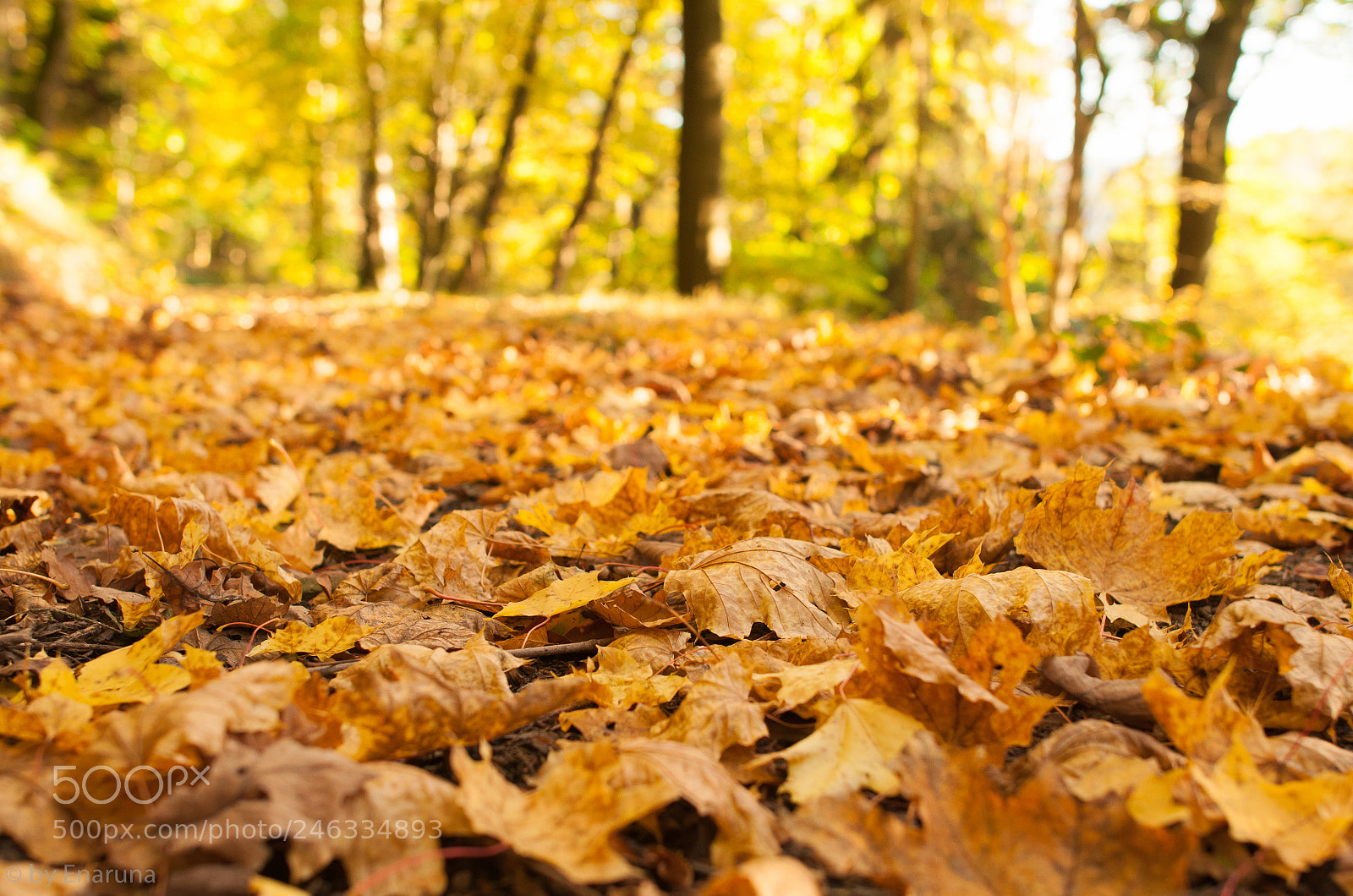 Nikon D300S sample photo. Autumn leaves photography