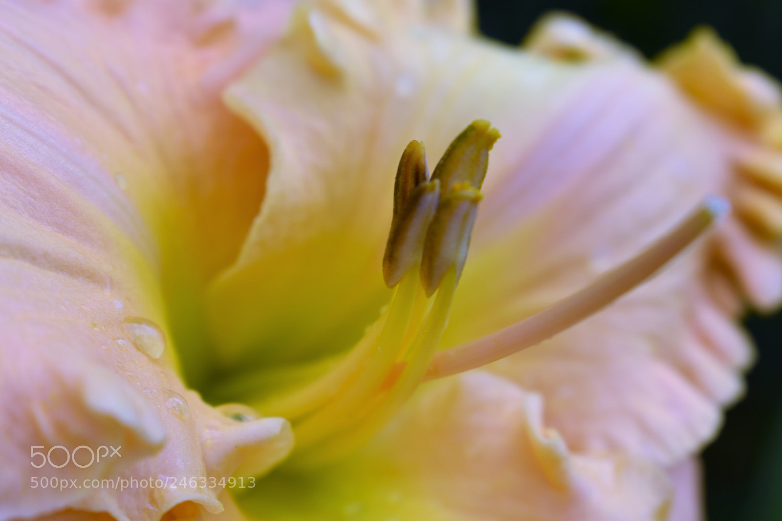 Nikon D3400 sample photo. Lily photography