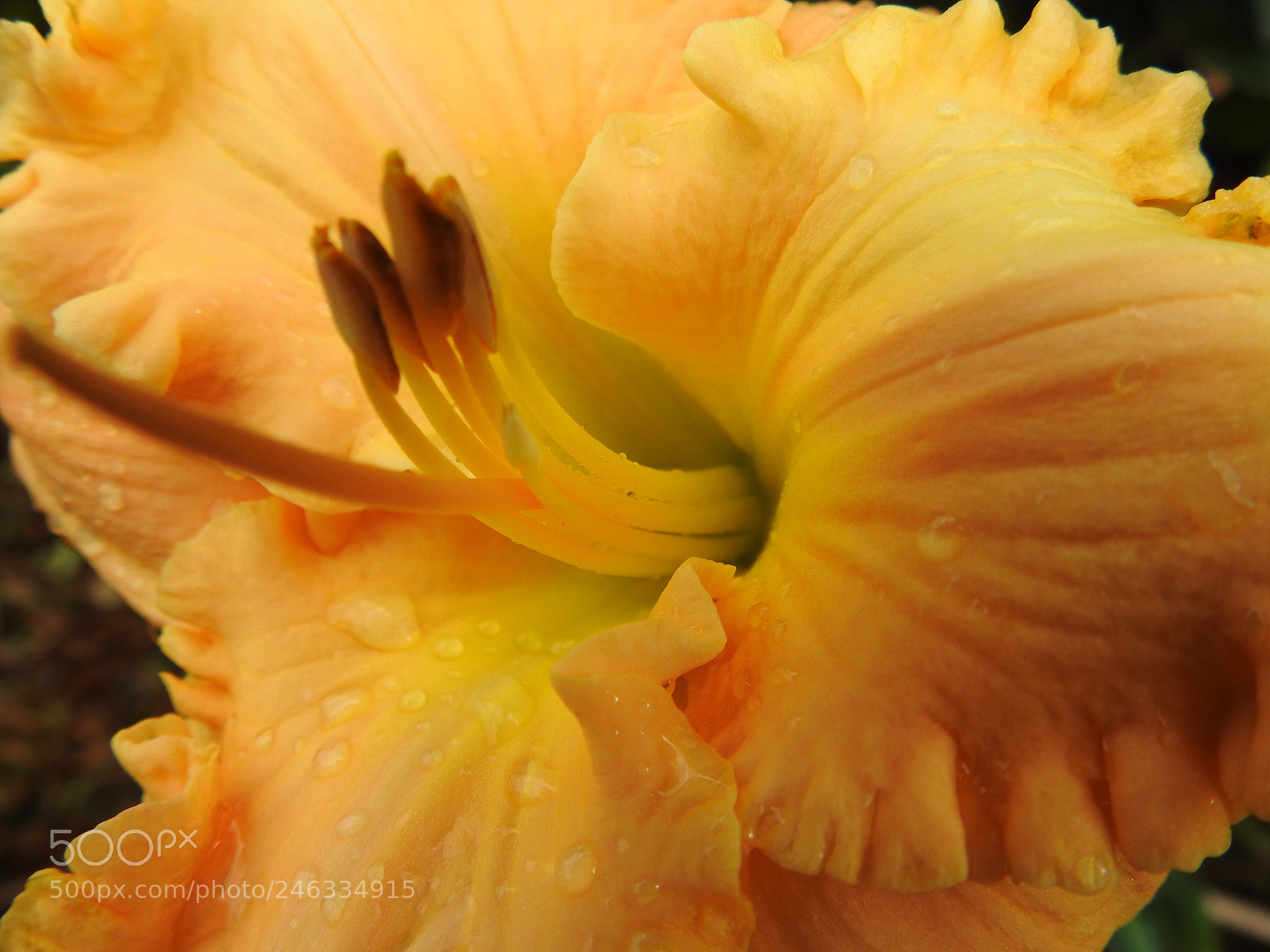 Nikon Coolpix P900 sample photo. Lily photography