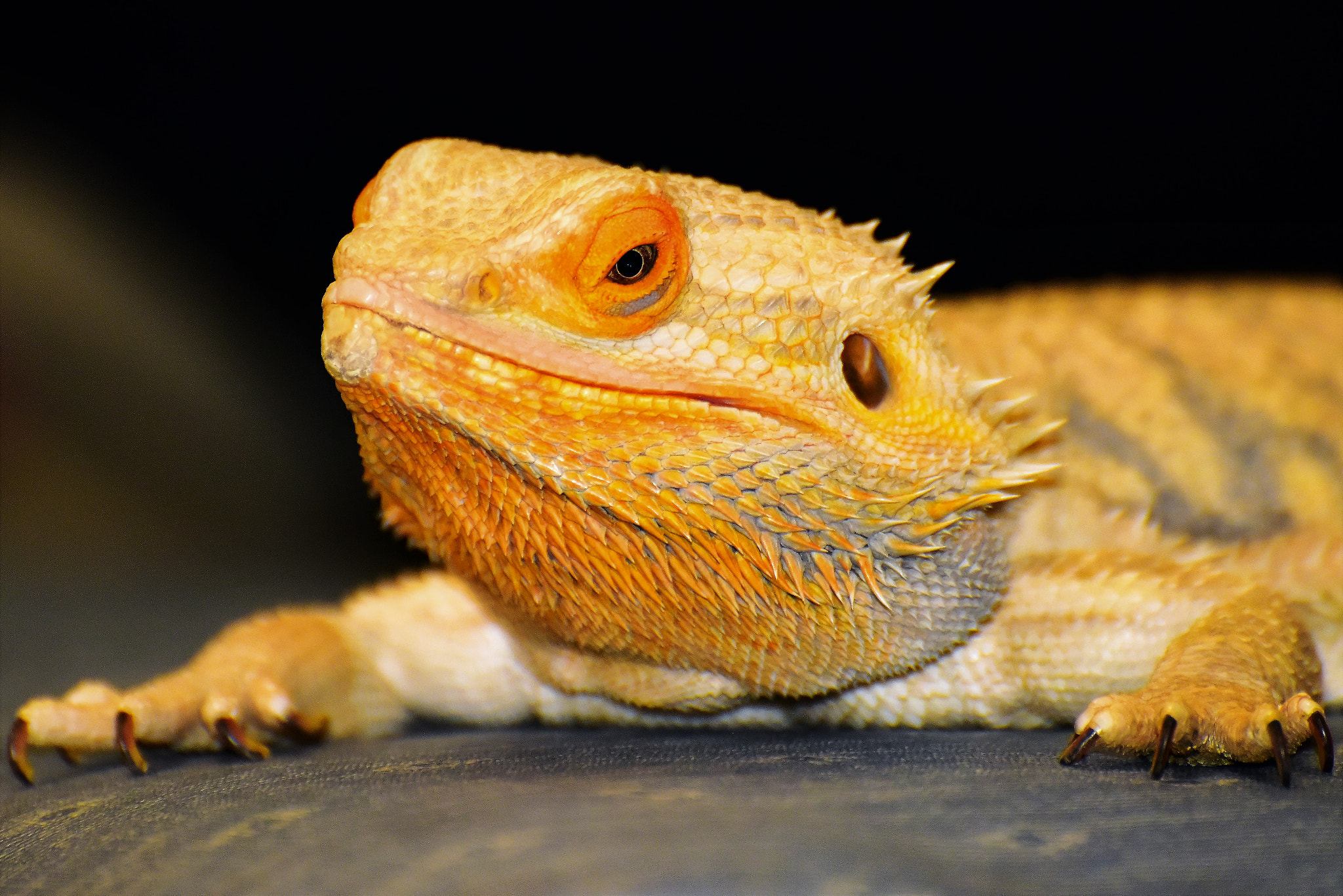 Nikon D810 sample photo. () photography