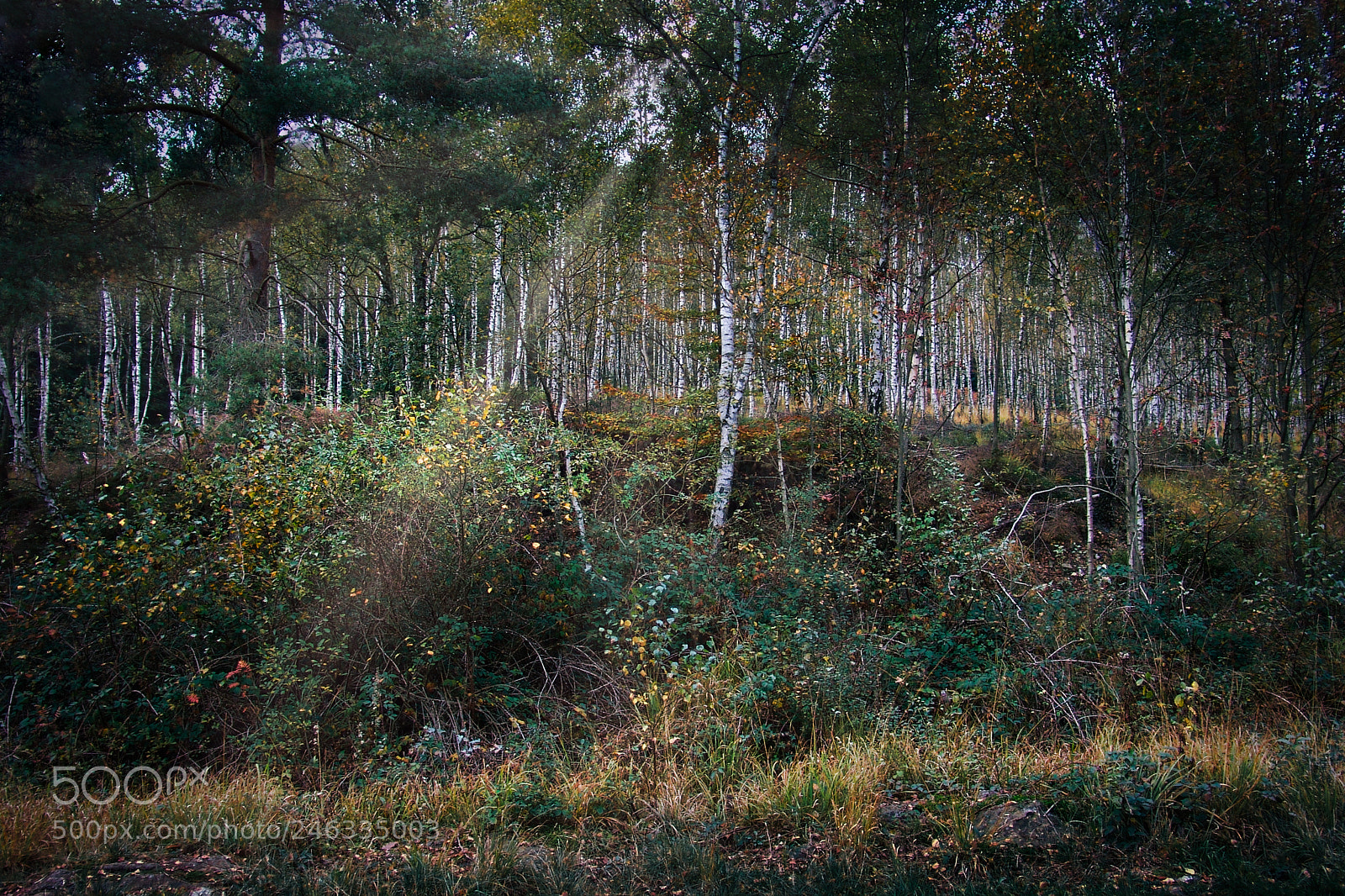 Sony DSC-F828 sample photo. Forêt ardennaise belgique photography