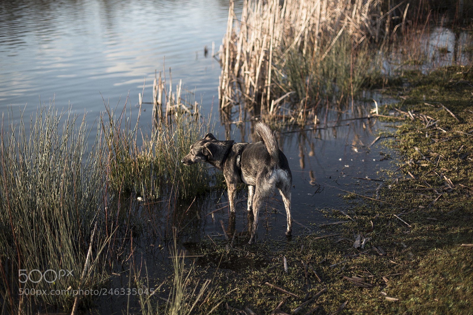 Canon EOS 6D sample photo. Dog in sunset photography