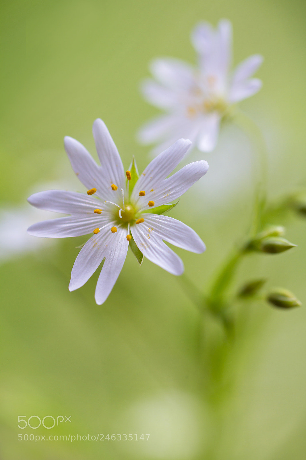 Canon EOS 7D sample photo. Mstitchwort photography