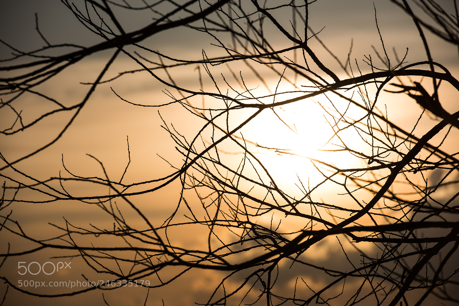 Nikon D810 sample photo. Pupil photography