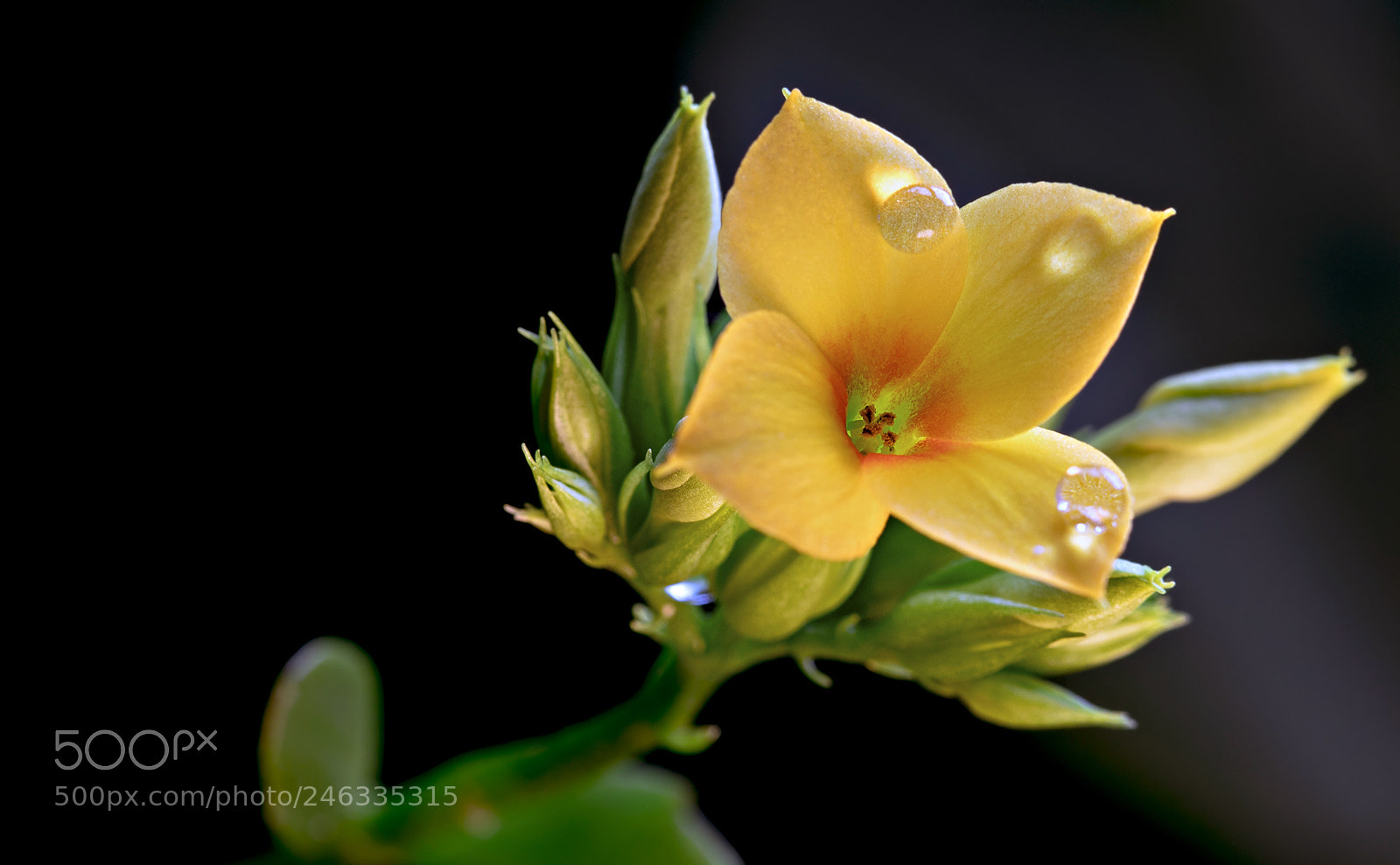 Canon EOS 6D Mark II sample photo. Forerunner photography