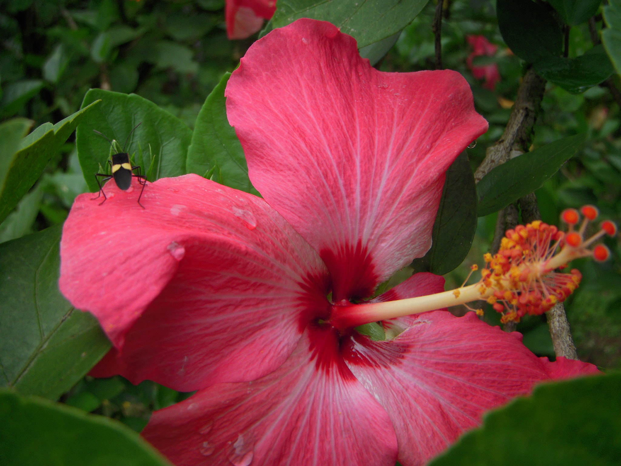 Nikon Coolpix S52 sample photo. Hibiscus and his friend photography