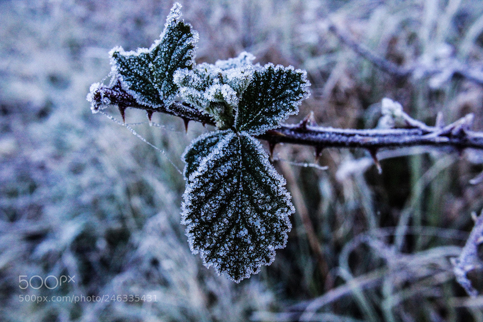 Canon EOS 1300D (EOS Rebel T6 / EOS Kiss X80) sample photo. Blackberry leaves.. frozen photography