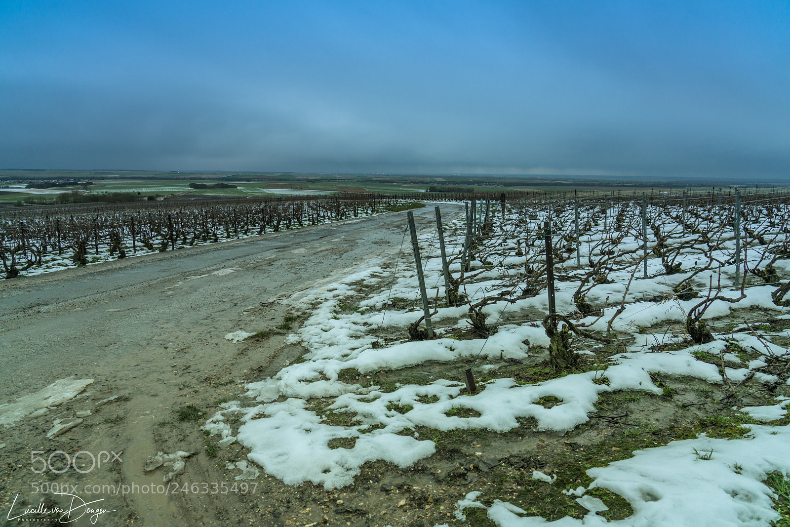 Sony a7R II sample photo. Champagne vineyard photography