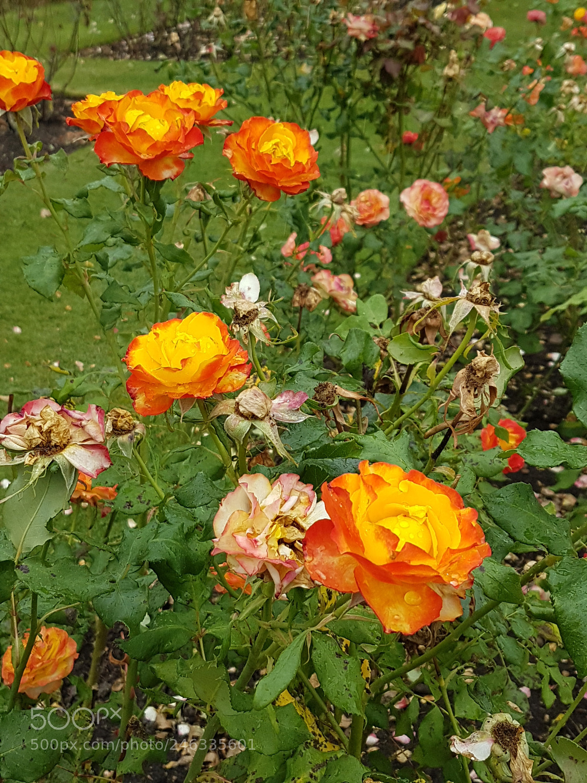 Samsung Galaxy S7 Edge sample photo. Roses at greenwich photography