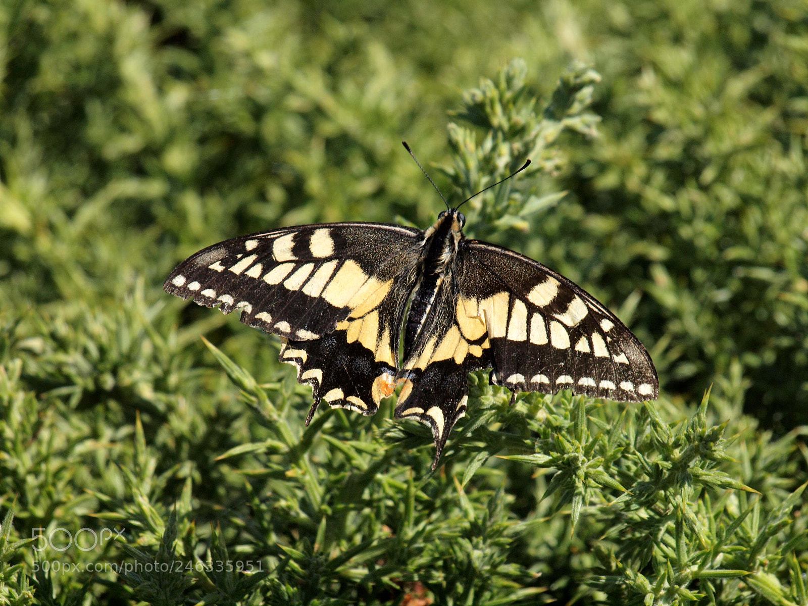 Olympus E-620 (EVOLT E-620) sample photo. Papilio machaon photography