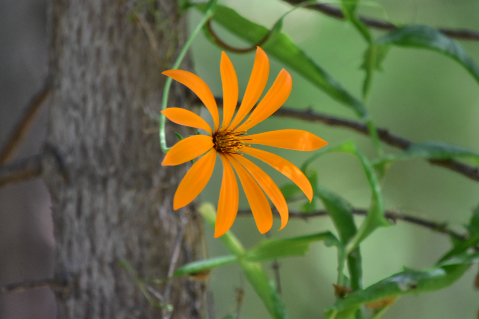 Nikon D5500 sample photo