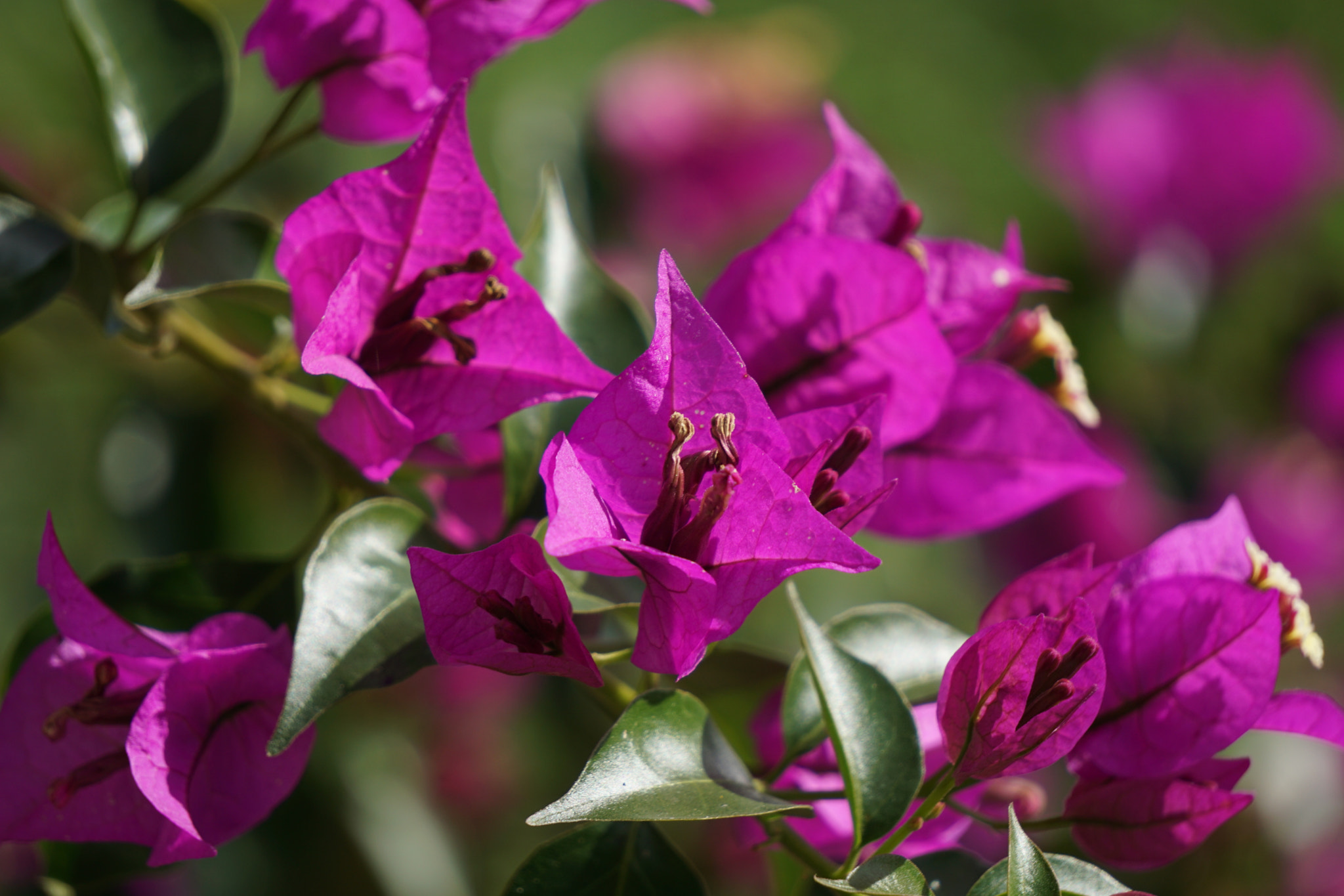 Sony E 55-210mm F4.5-6.3 OSS sample photo. Bougainvillier photography