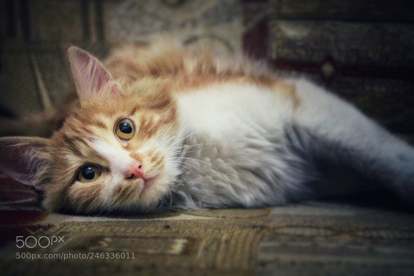 Canon EOS 700D (EOS Rebel T5i / EOS Kiss X7i) sample photo. Sweet cat photography