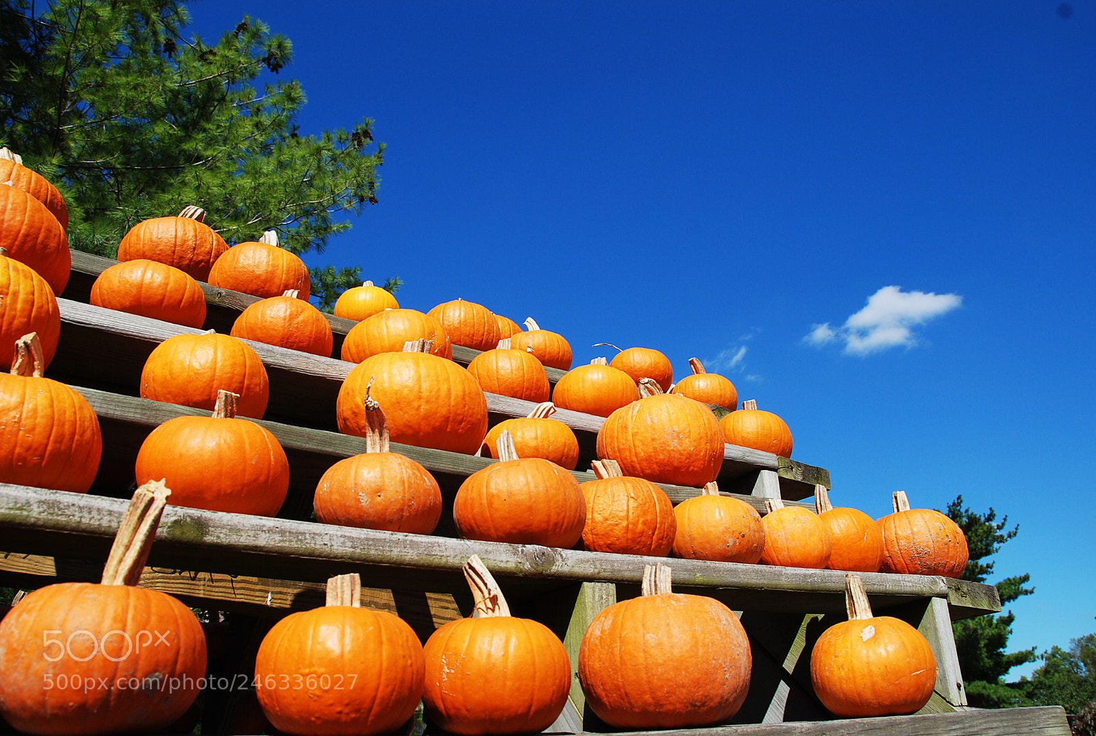 Nikon D80 sample photo. Autumn pumpkins photography