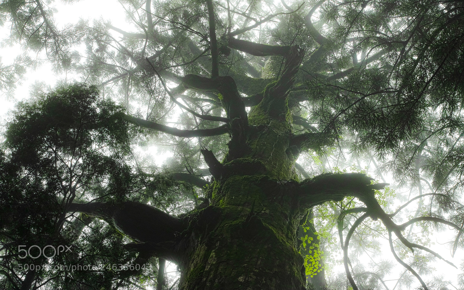 Sigma DP2 Merrill sample photo. Mysterious forest (redux) v photography