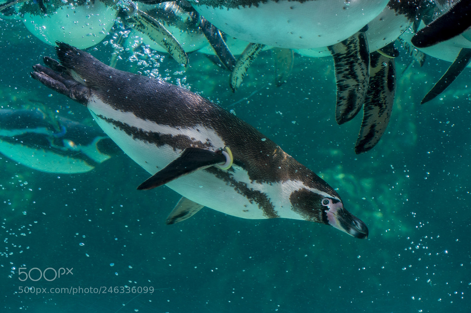 Nikon D3400 sample photo. Tokyo sea life park photography