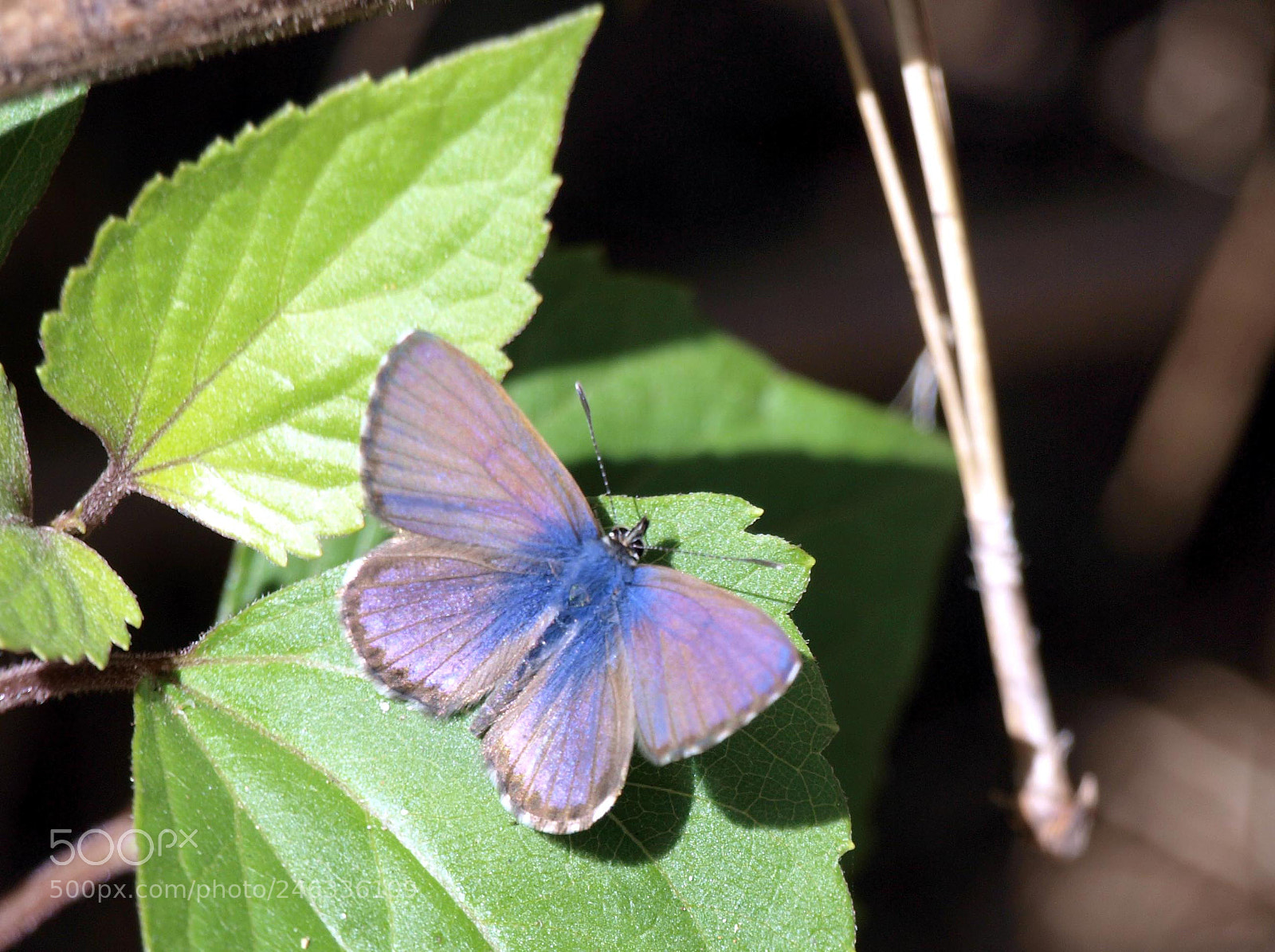 Olympus E-620 (EVOLT E-620) sample photo. Leptotes pirithous photography