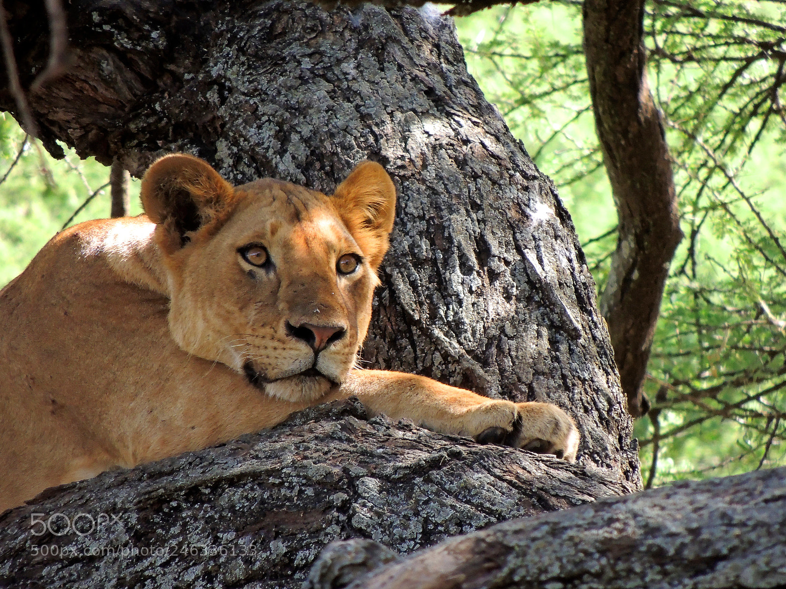 Nikon Coolpix P510 sample photo. Lioness chilling photography