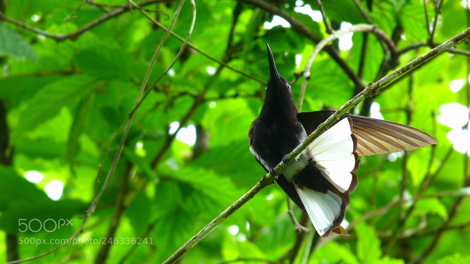 Panasonic Lumix DMC-FZ40 (Lumix DMC-FZ45) sample photo. Colibrí photography