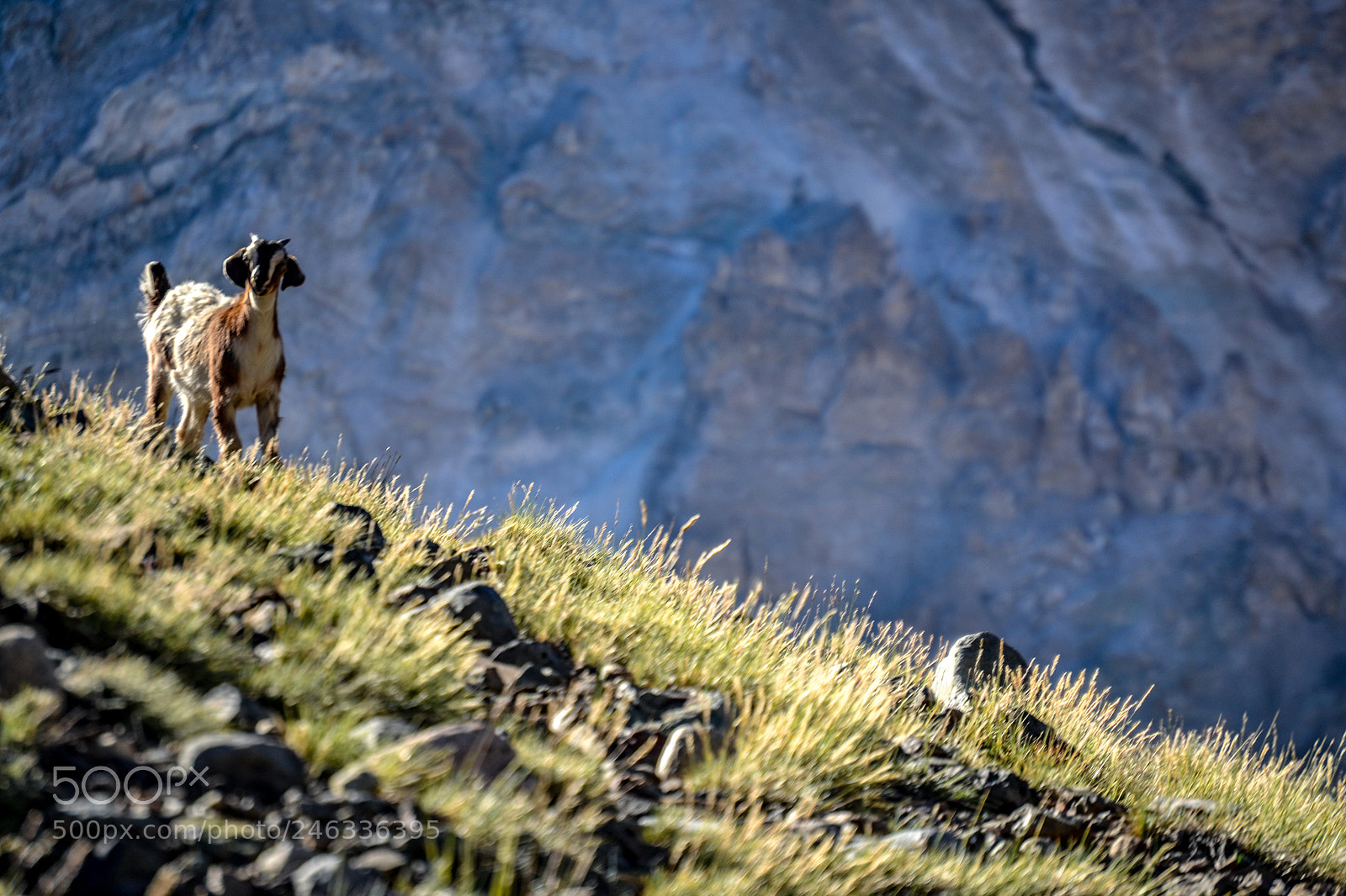 Nikon D3100 sample photo. Trekking al avi n photography