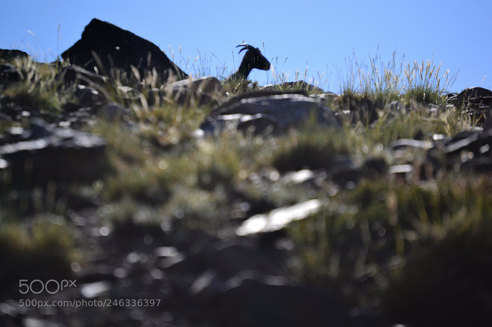 Nikon D3100 sample photo. Trekking al avi n photography