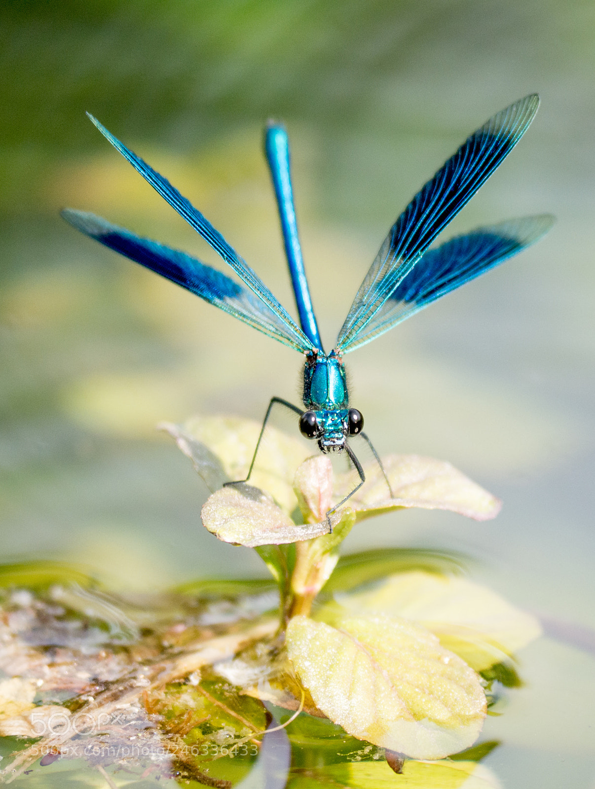 Panasonic DMC-G70 sample photo. Dragonfly photography