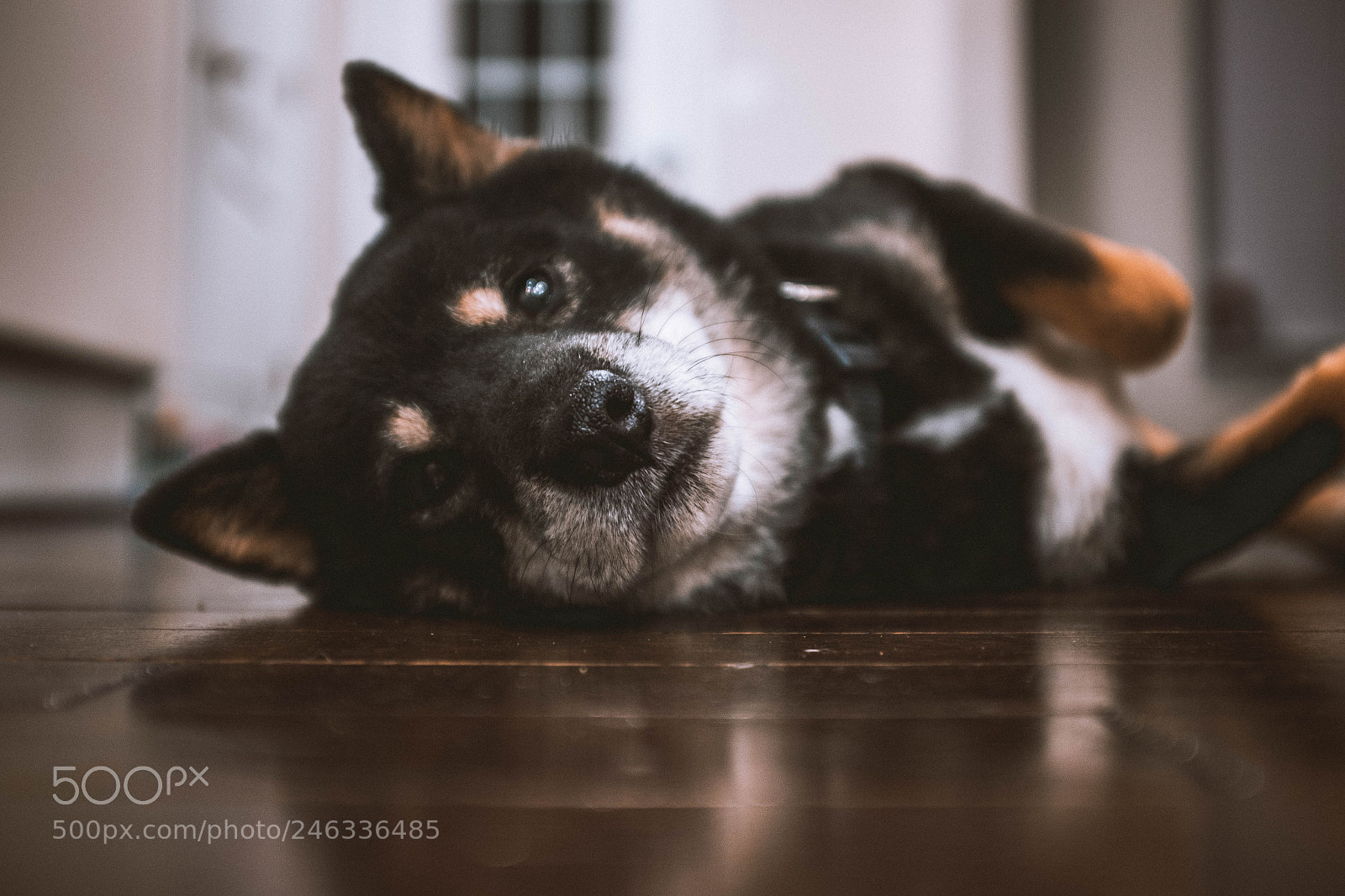 Fujifilm X100T sample photo. Rosco photography