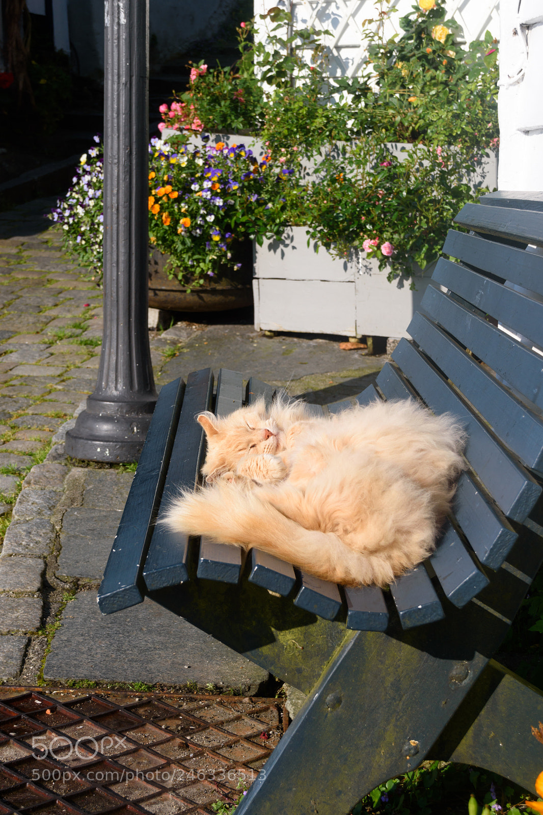 Nikon D5500 sample photo. Cat in the sun photography