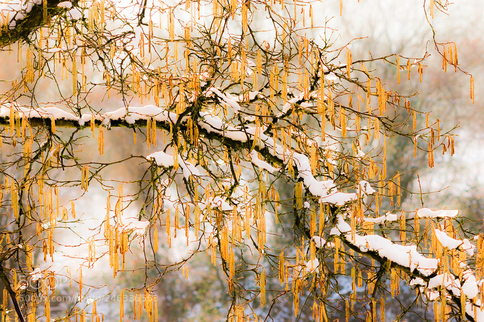 Nikon D7200 sample photo. Yellows... photography