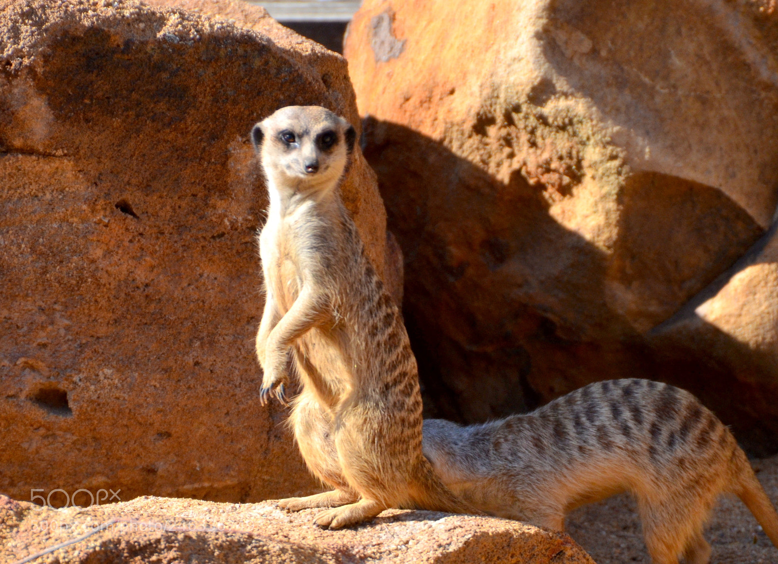 Nikon D5100 sample photo. Meerkat photography