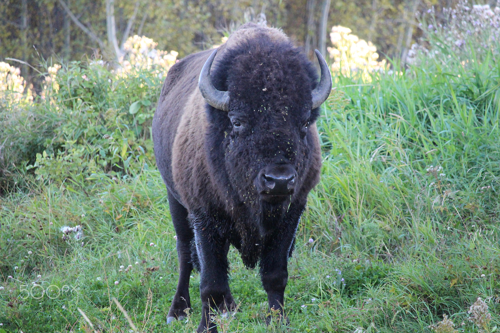 Canon EF-S 55-250mm F4-5.6 IS STM sample photo. Elk island national park photography