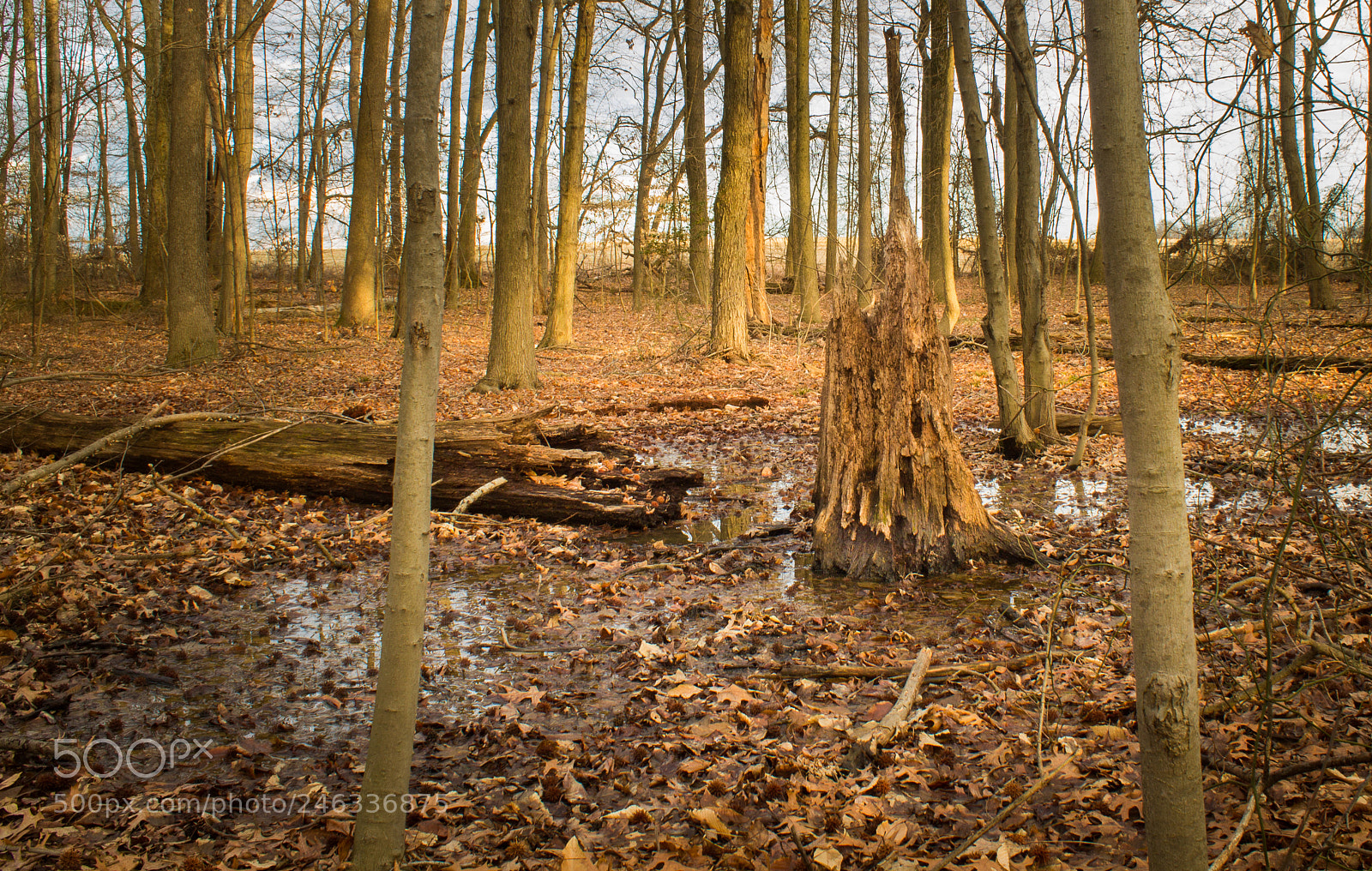 Canon EOS 1100D (EOS Rebel T3 / EOS Kiss X50) sample photo. Dead tree photography