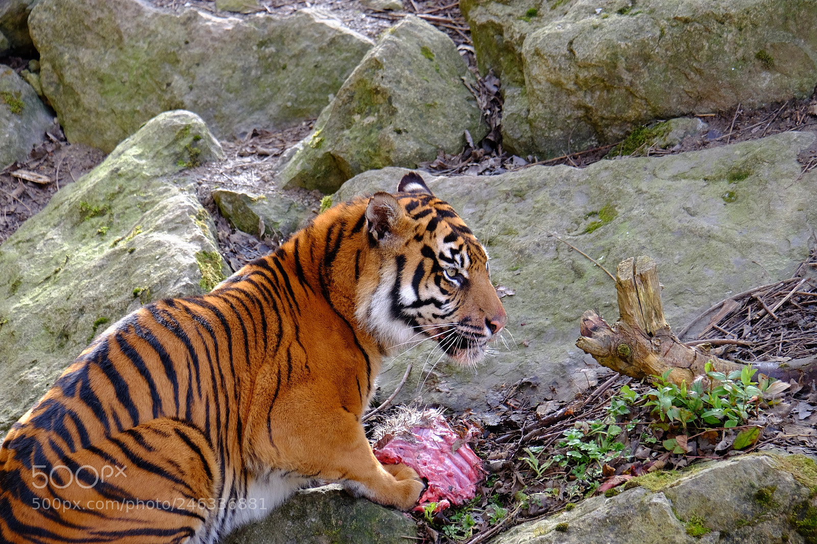 Fujifilm X-T1 sample photo. Sumatran tiger having a photography