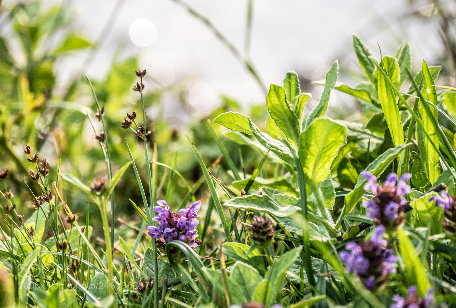 Panasonic DMC-G70 sample photo. Sommer meadow photography