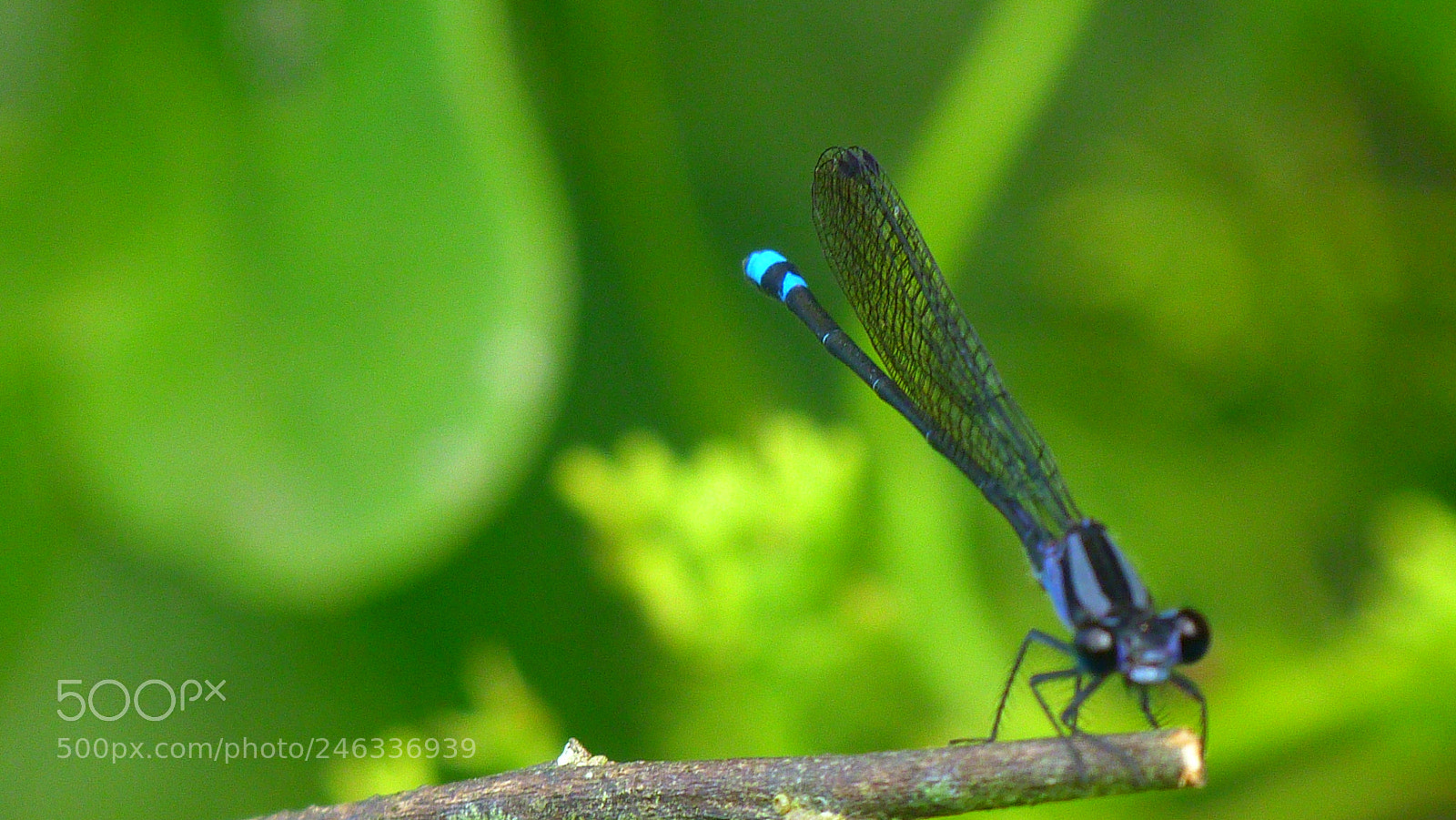 Panasonic Lumix DMC-FZ40 (Lumix DMC-FZ45) sample photo. Dragonfly photography