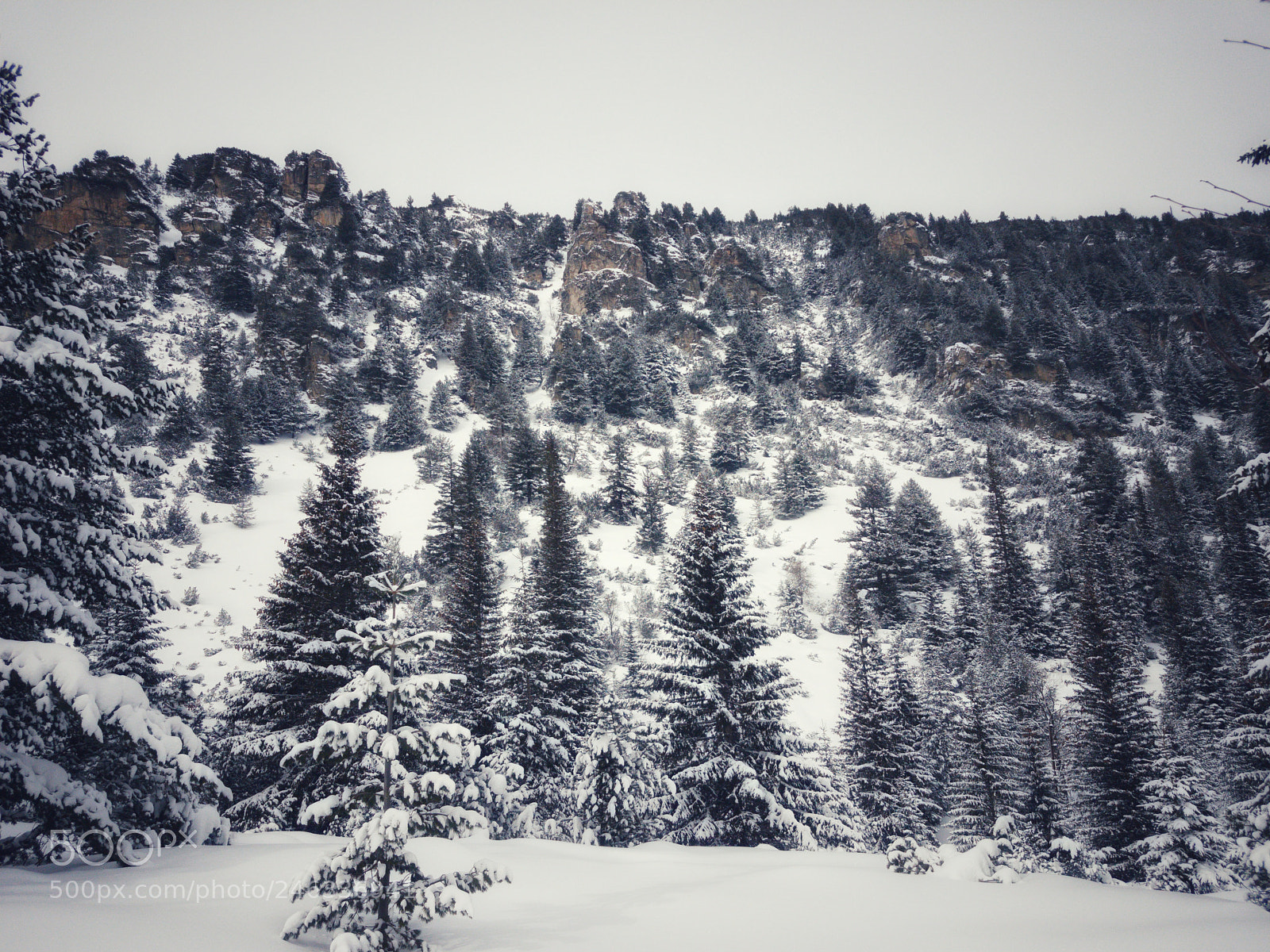 Samsung Galaxy S7 sample photo. Snowy pines photography