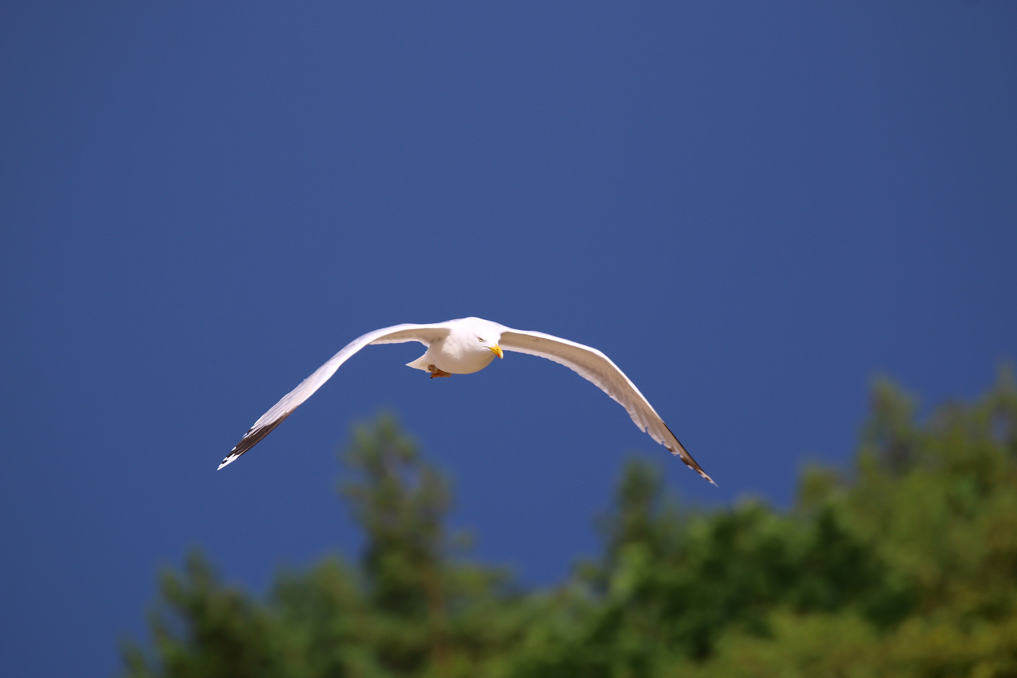 Tamron SP 150-600mm F5-6.3 Di VC USD sample photo