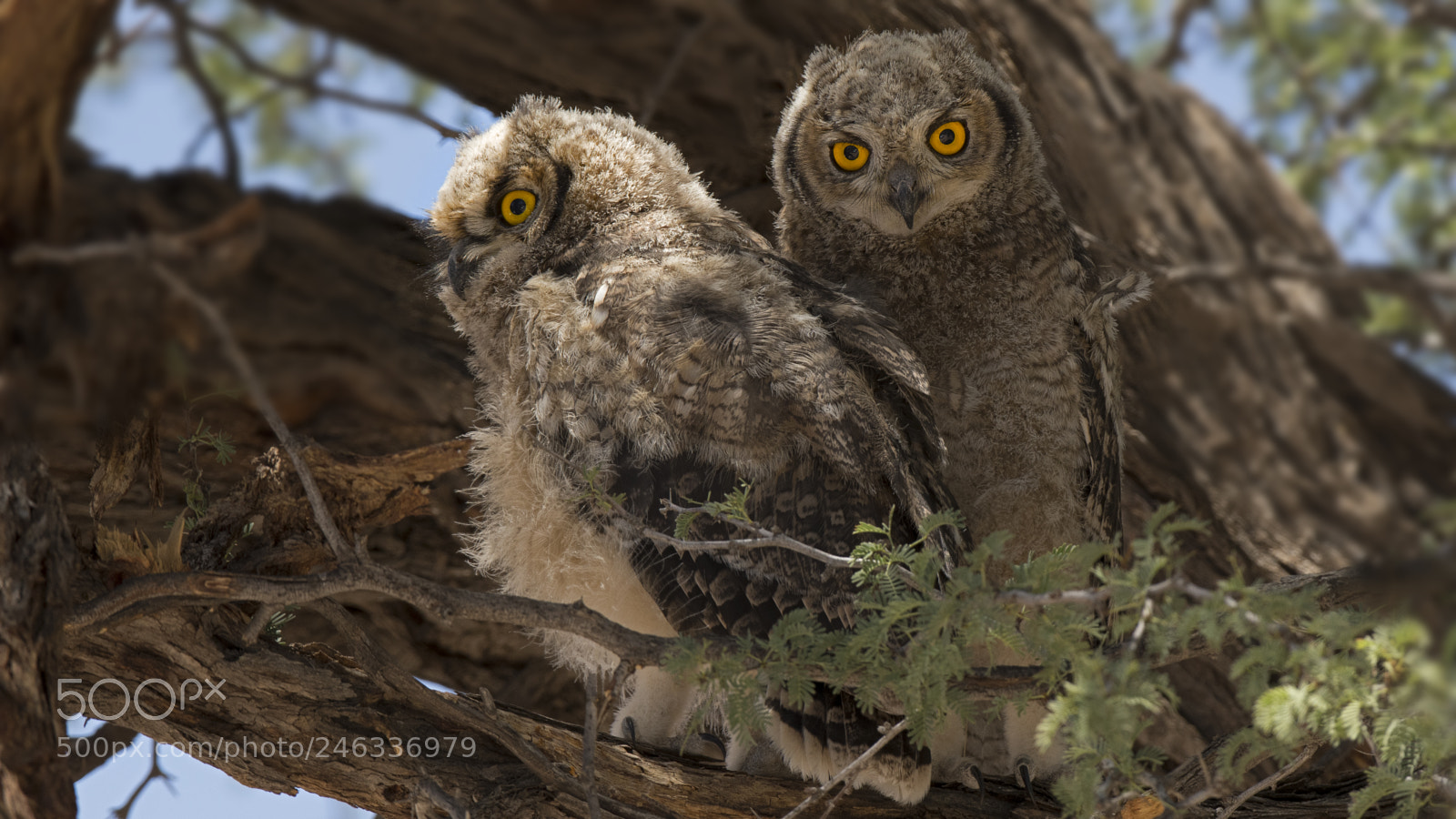 Nikon D500 sample photo. Northern white-faced owl photography