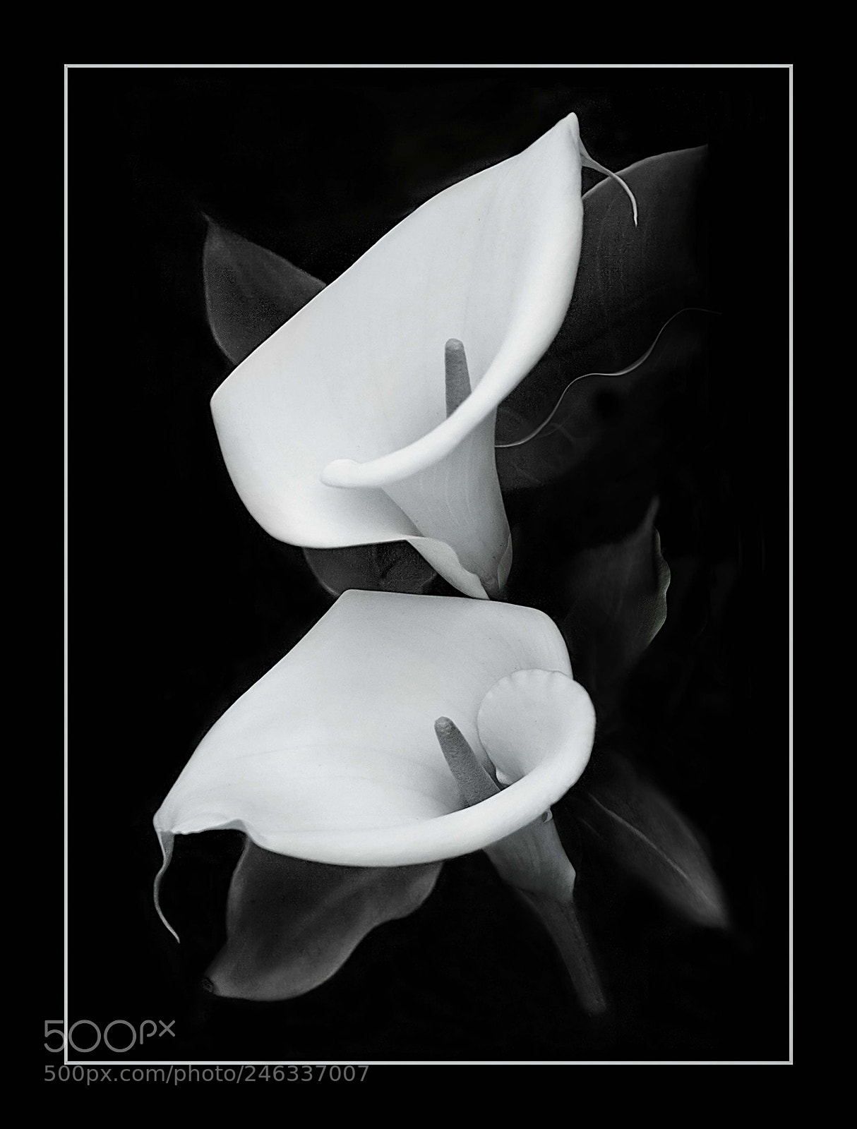 Canon EOS 1000D (EOS Digital Rebel XS / EOS Kiss F) sample photo. Classic calla photography