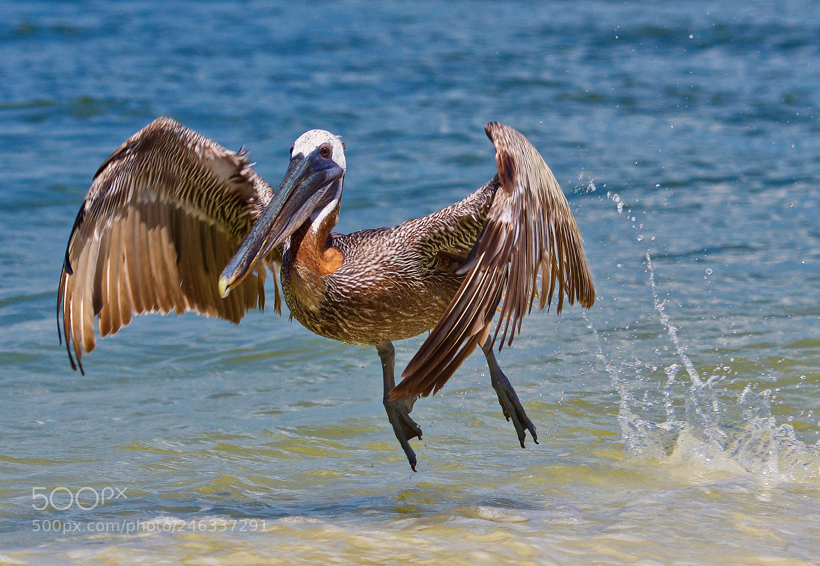 Nikon D500 sample photo. Pelican photography