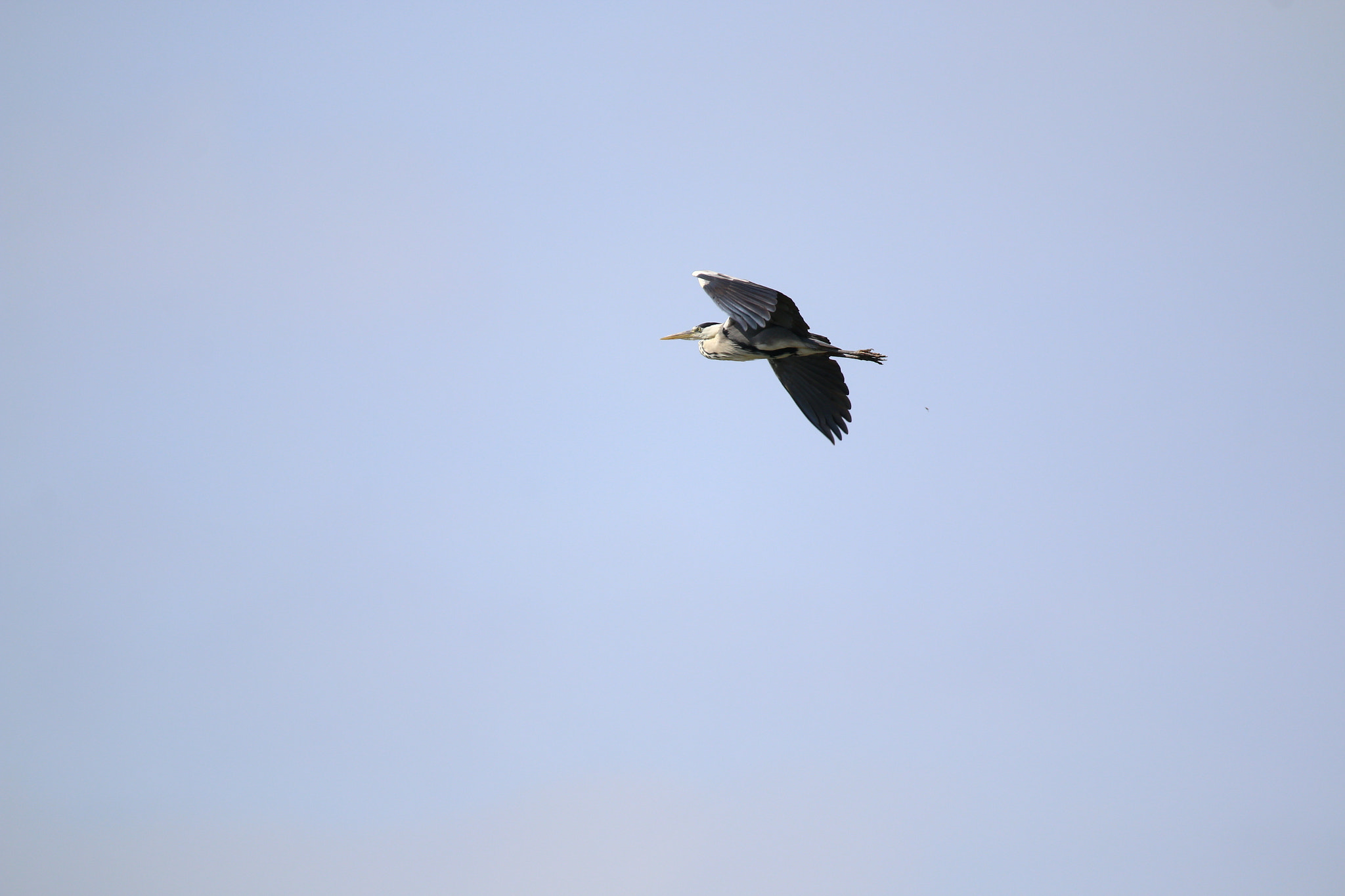 Tamron SP 150-600mm F5-6.3 Di VC USD sample photo