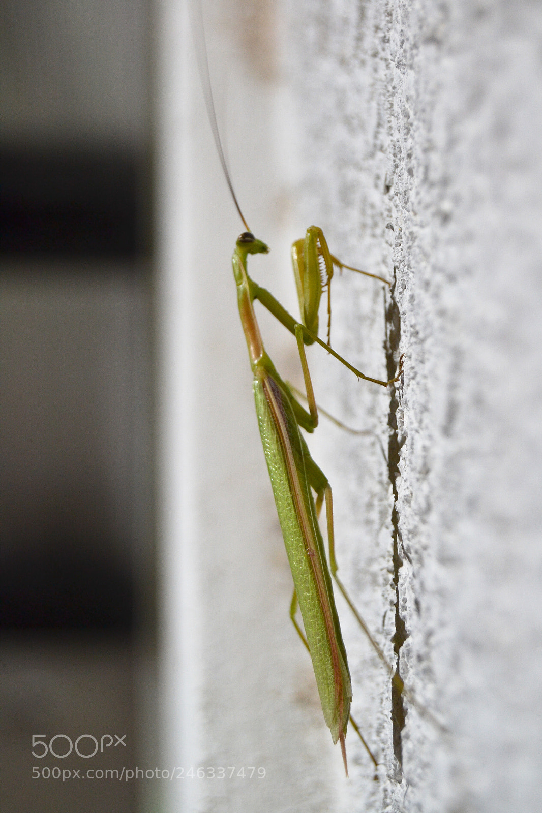 Nikon D3100 sample photo. Trekking al avi n photography