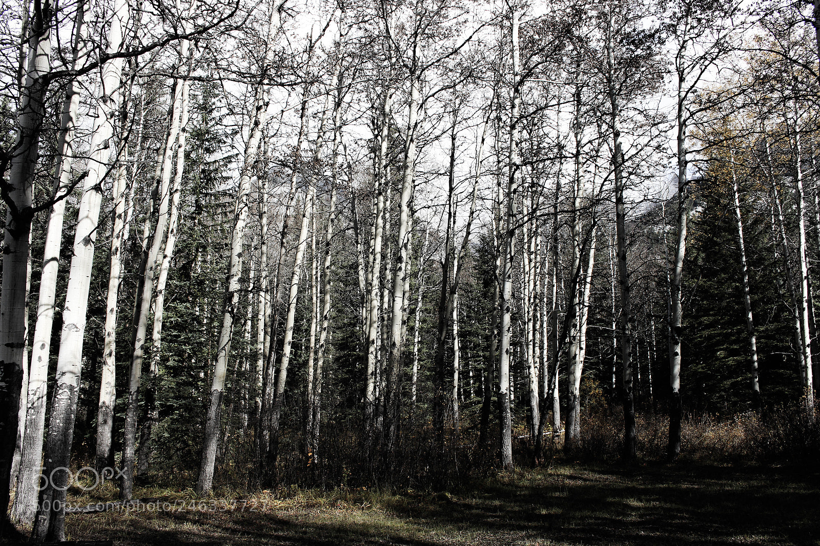 Canon EOS 700D (EOS Rebel T5i / EOS Kiss X7i) sample photo. Banff national park photography