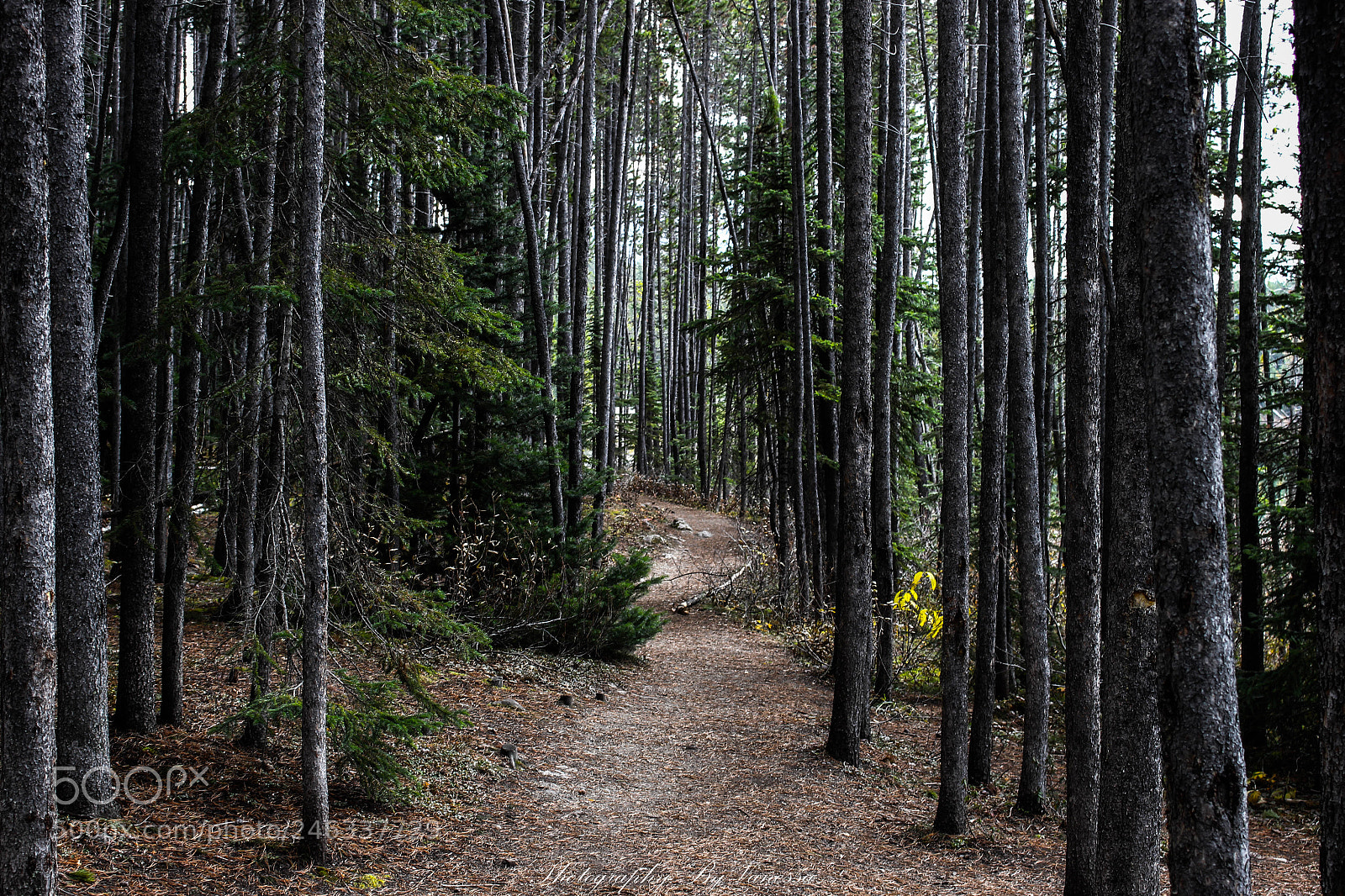Canon EOS 700D (EOS Rebel T5i / EOS Kiss X7i) sample photo. Banff national park photography