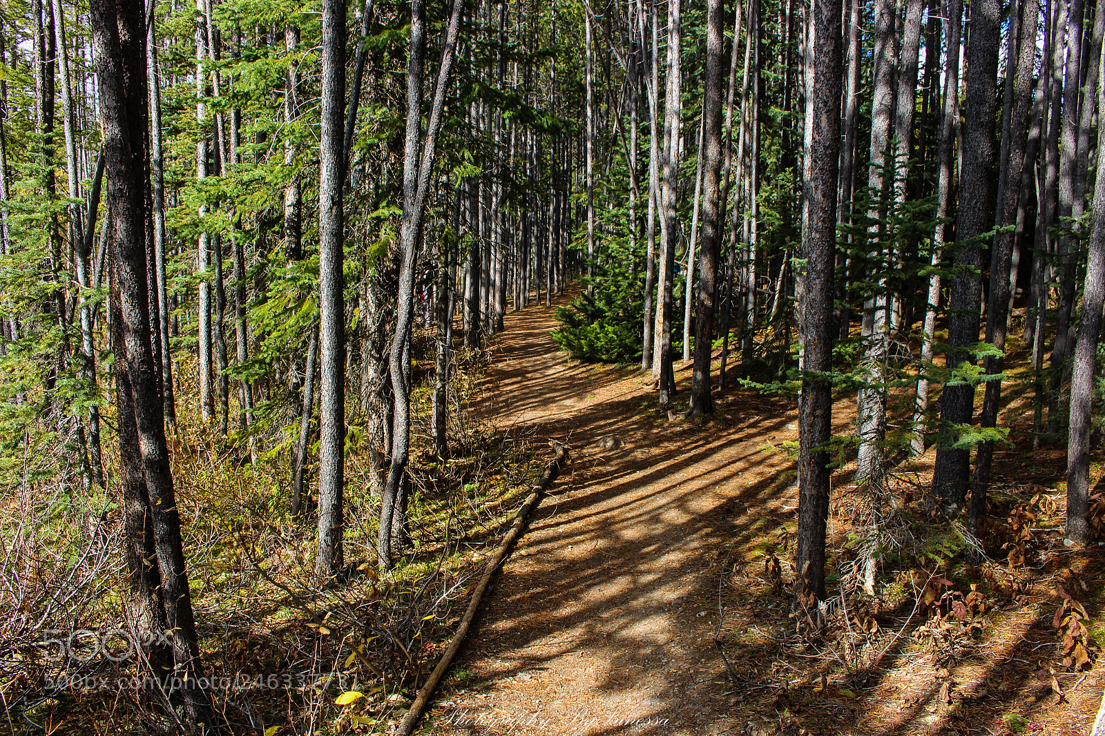 Canon EOS 700D (EOS Rebel T5i / EOS Kiss X7i) sample photo. Banff national park photography