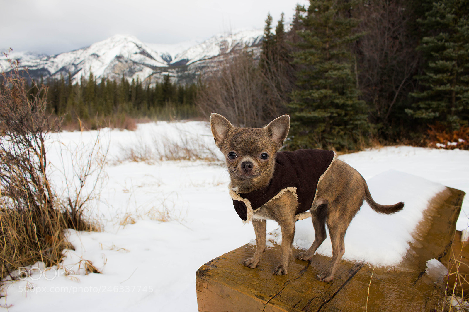 Canon EOS 700D (EOS Rebel T5i / EOS Kiss X7i) sample photo. Jasper national park photography