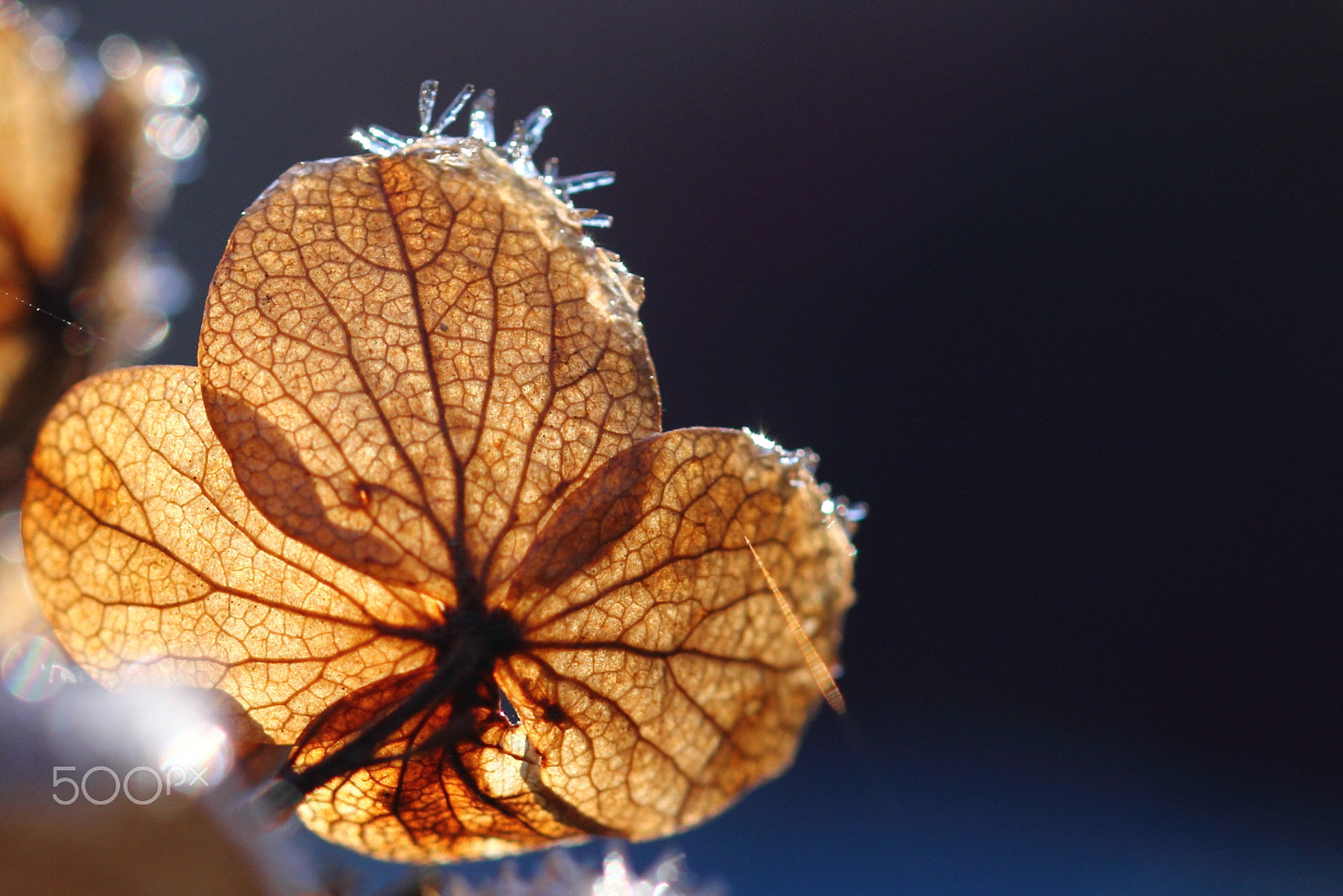 Canon EOS 60D + Sigma 105mm F2.8 EX DG OS HSM sample photo. Wisley photography