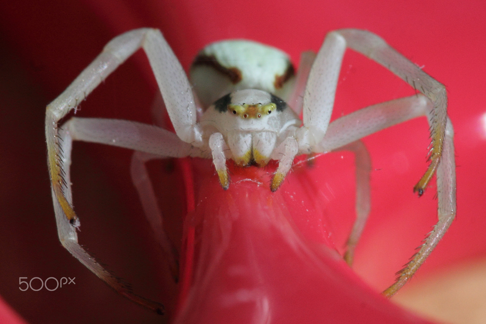 Canon EOS 60D sample photo. Spider photography