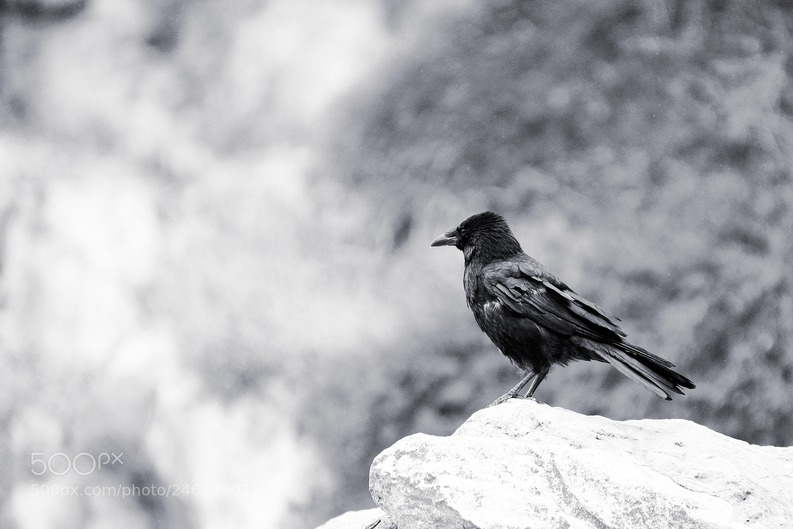 Nikon D610 sample photo. Schwarz gefiedert photography